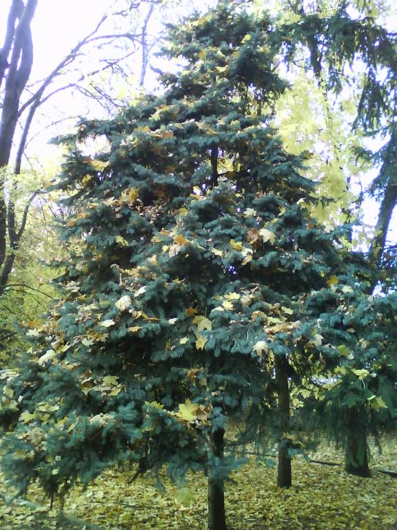 An autumnal fir-tree