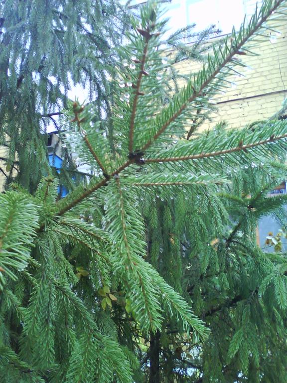 A fir-tree